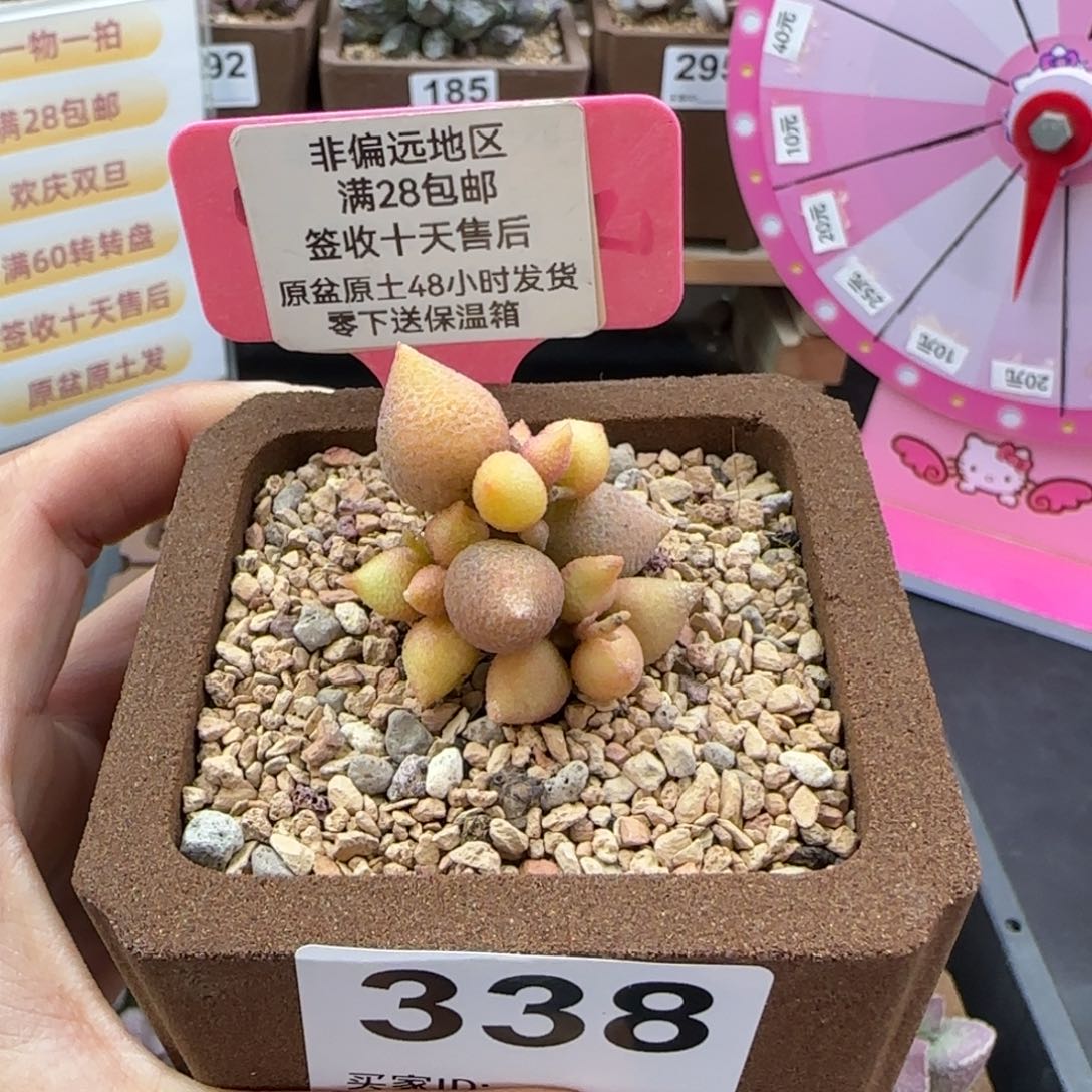 338小辣椒多肉植物
