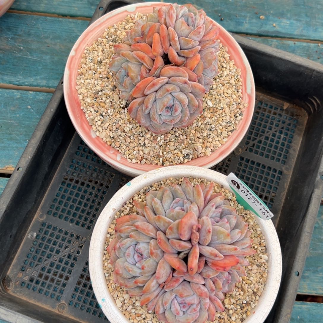 多肉一物一拍0127-161