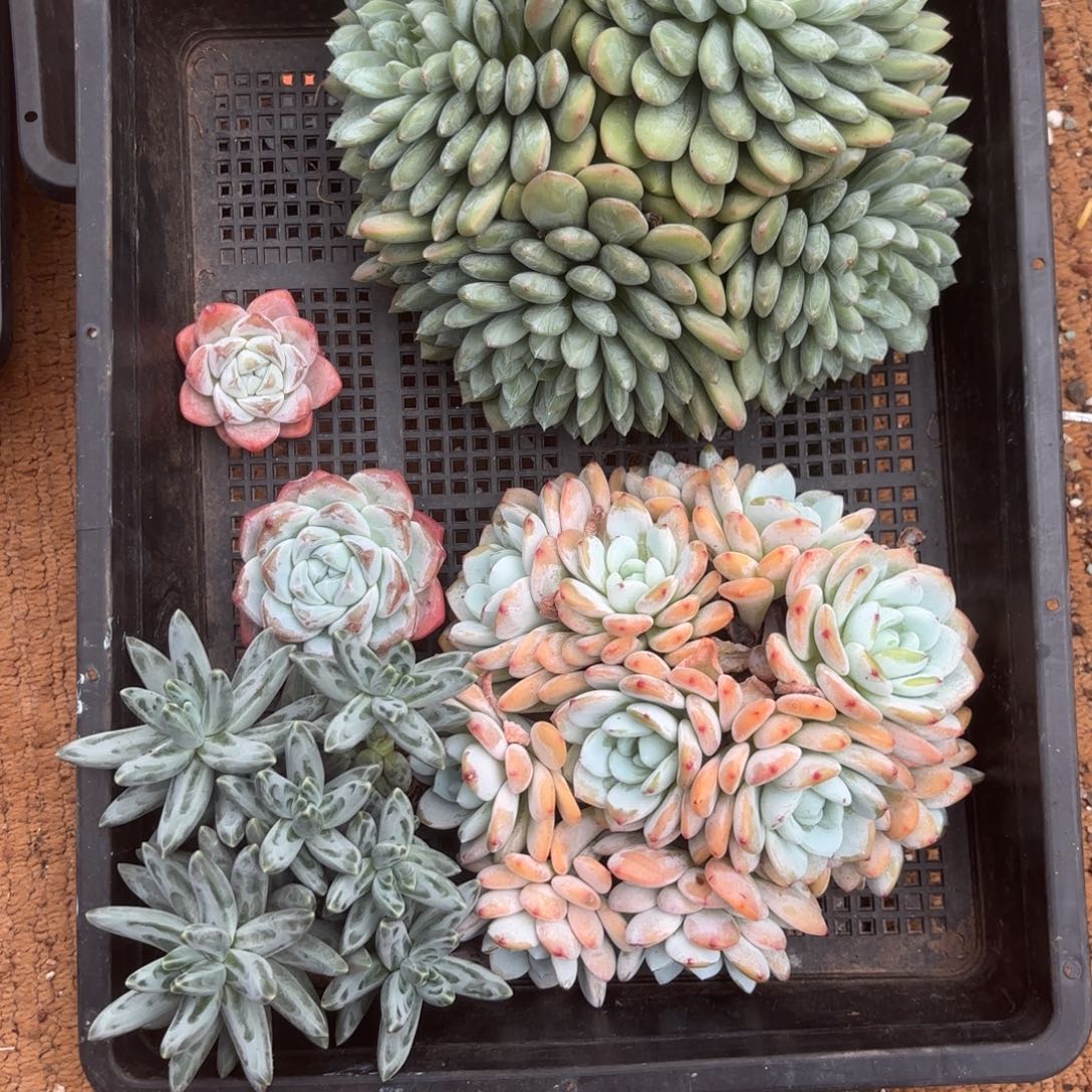 花花这堆58好看好看