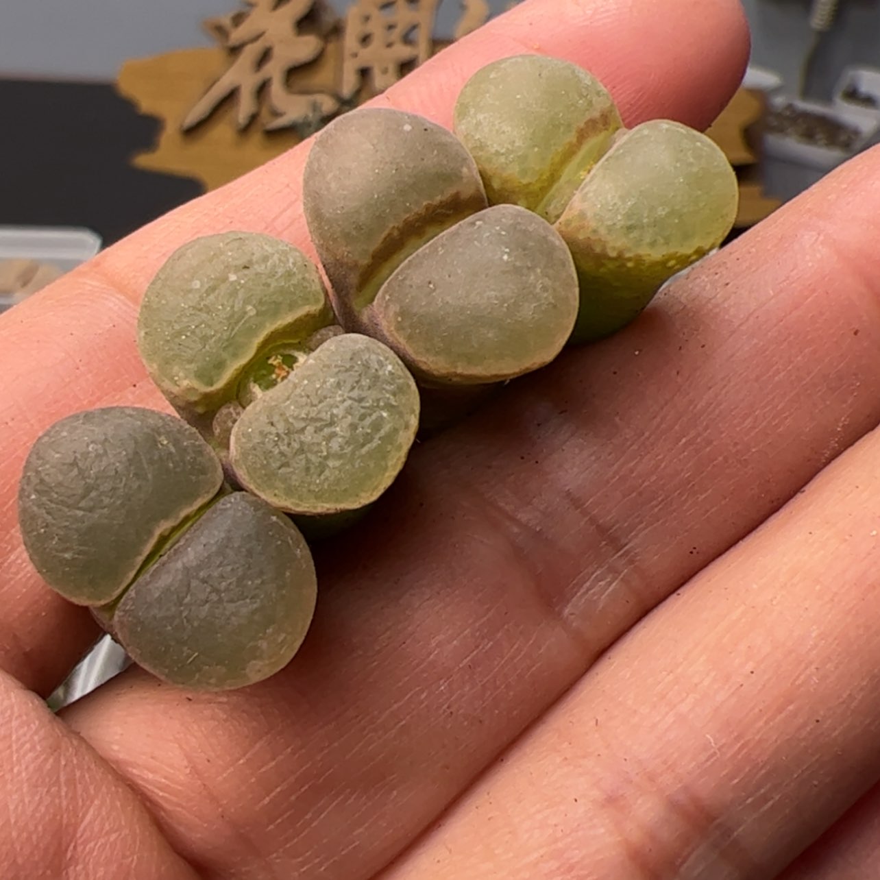 【闪购商品】0000000010