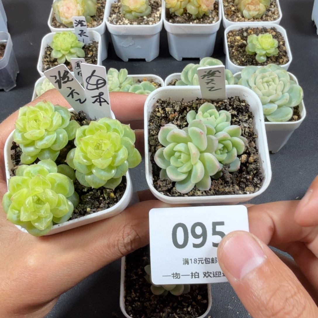 泼天2出右边三头095