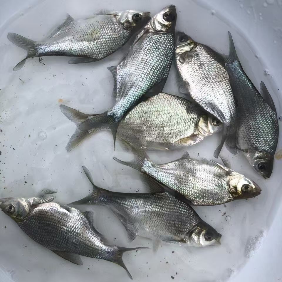 铭传乡鲜活鳊鱼现捕现杀冷冻保鲜发货顺丰包邮