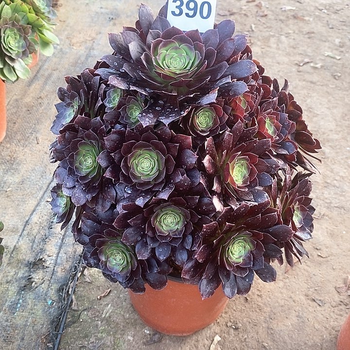 文*法师植物12345678