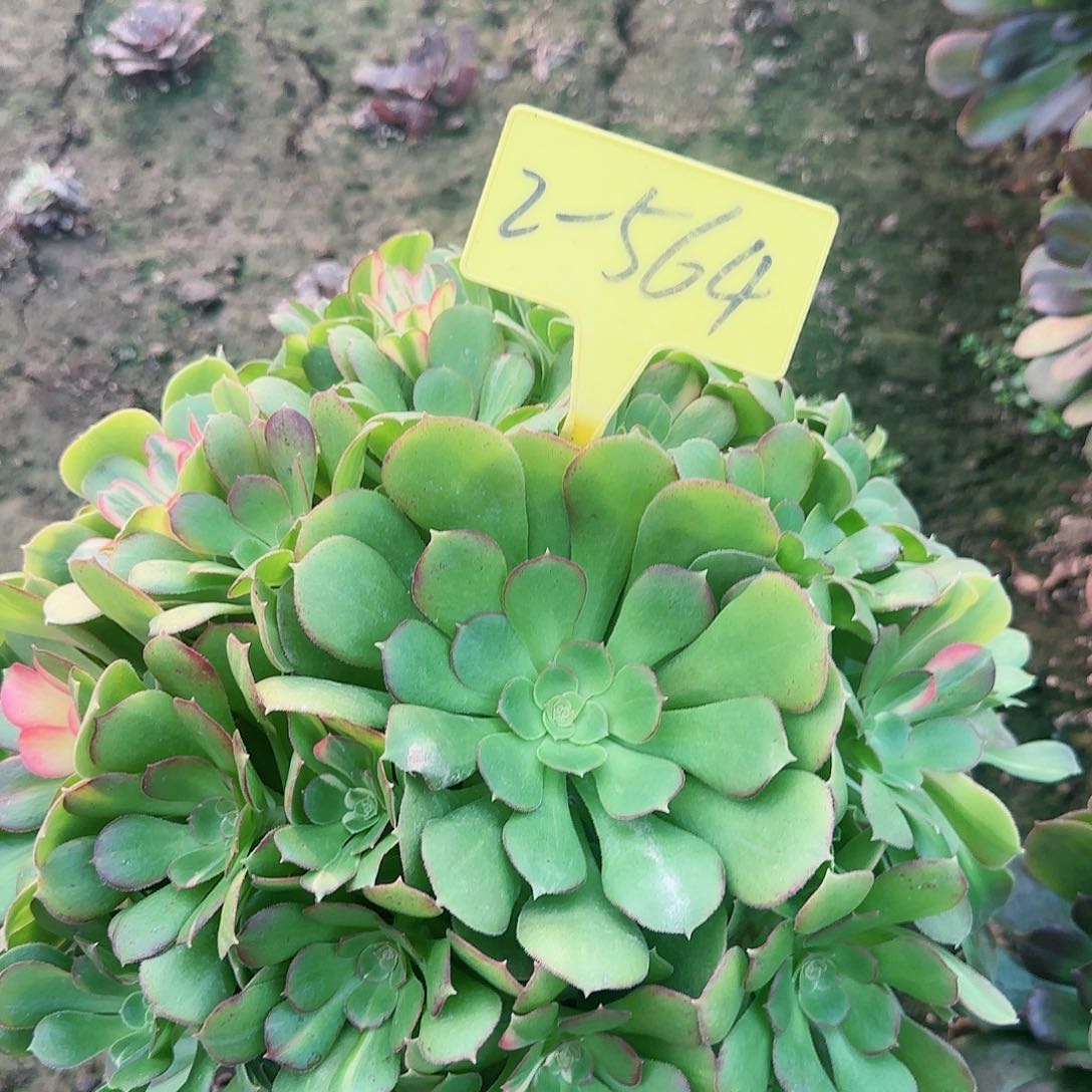 3*2-564---多头多肉植物