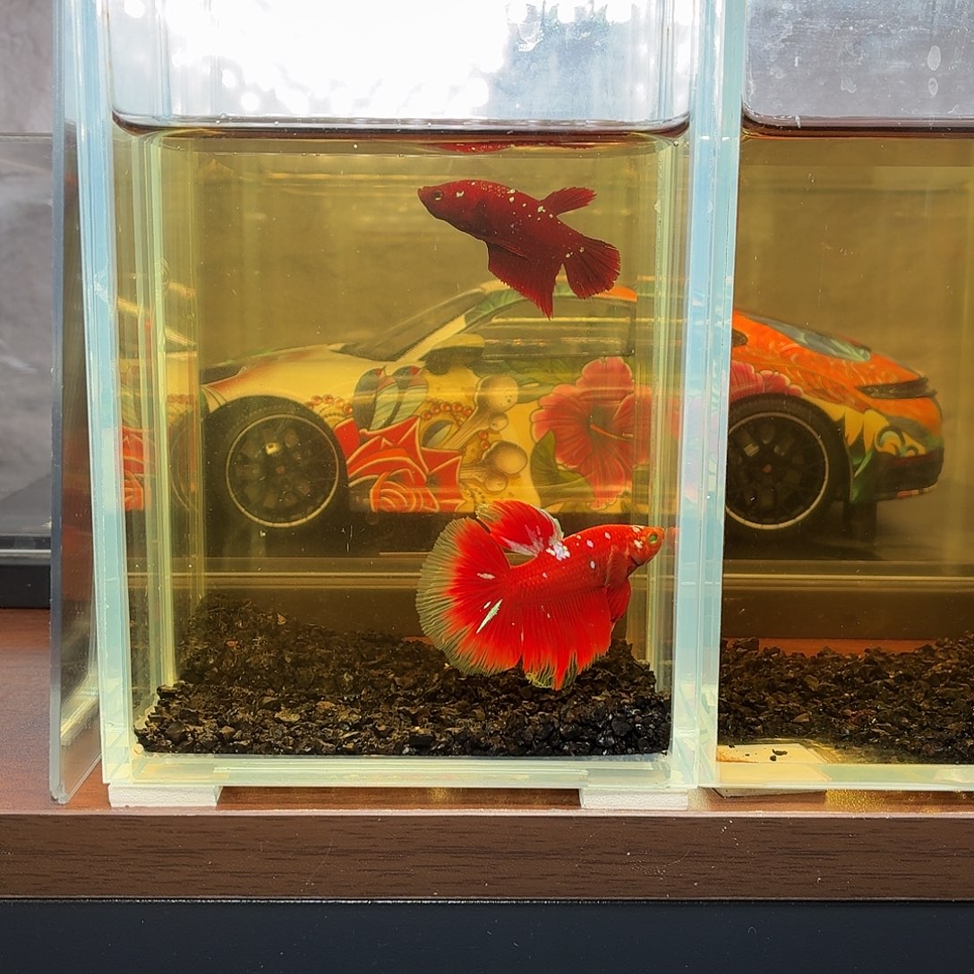 斗鱼彩金红魔半月