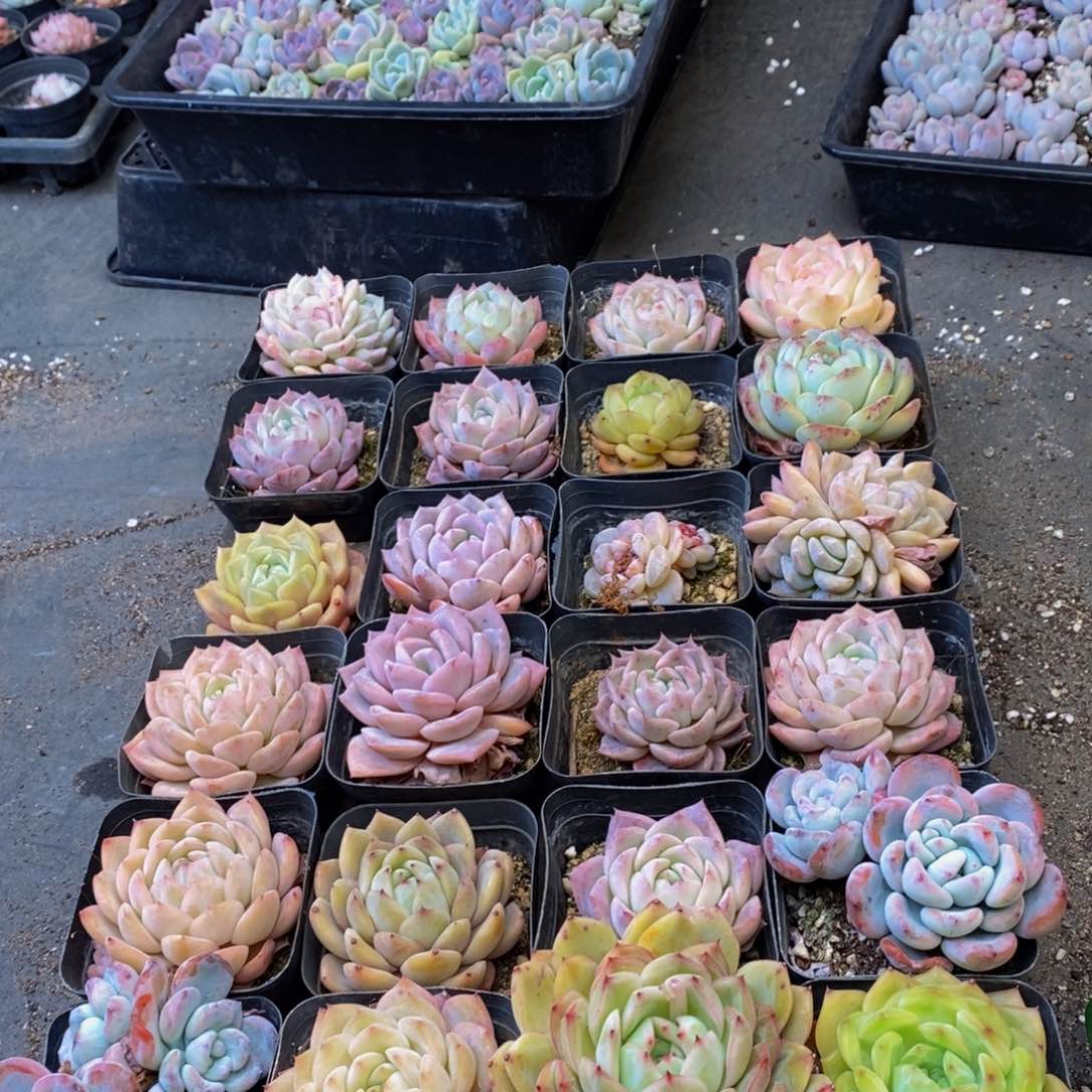 277多肉植物保护研究所所长助理研究员