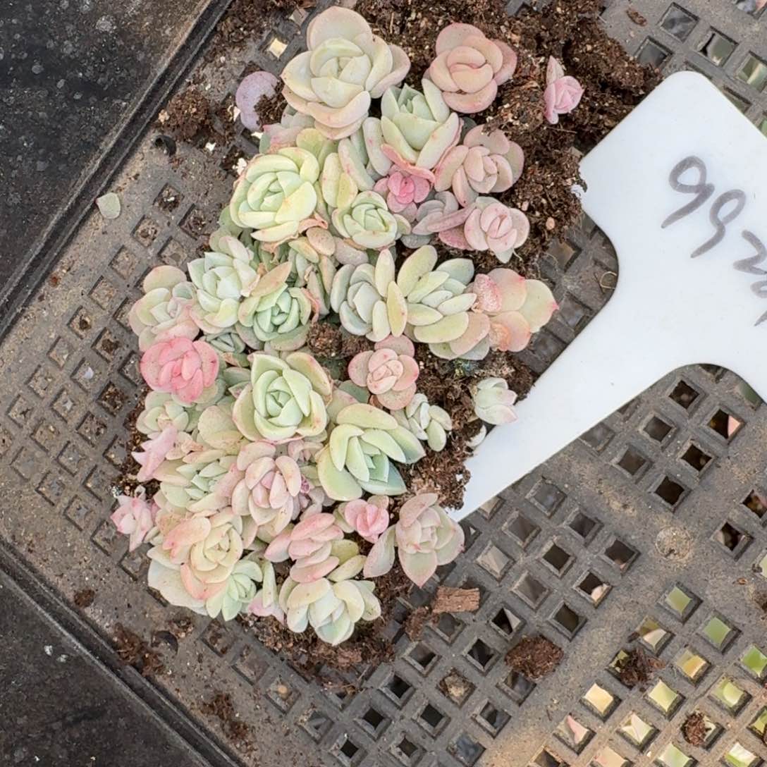 99281糖心珍妮混合播种切糕