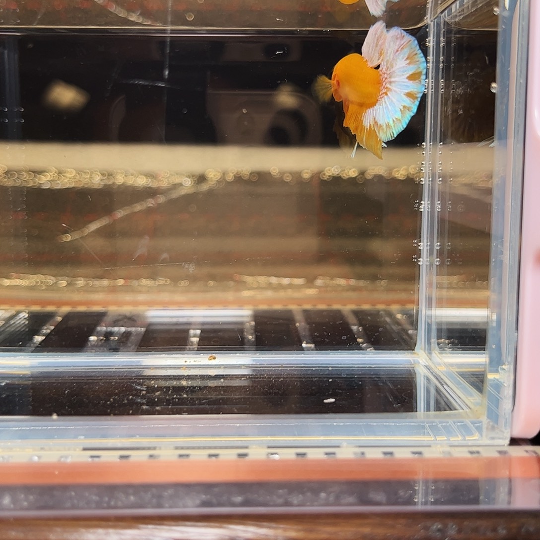 海水鱼宙斯斗鱼竞拍精品场12-21