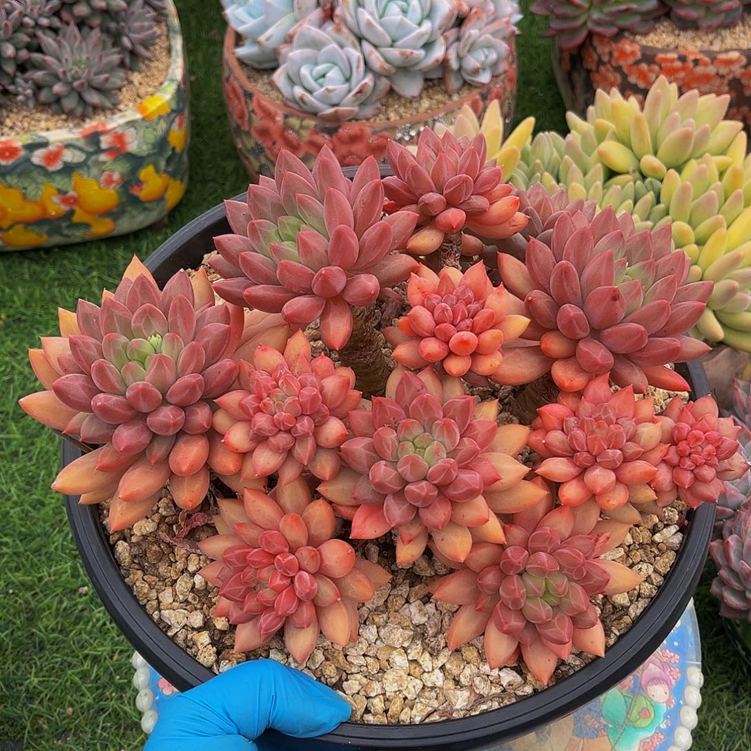 红蜻蜓老桩一物一拍