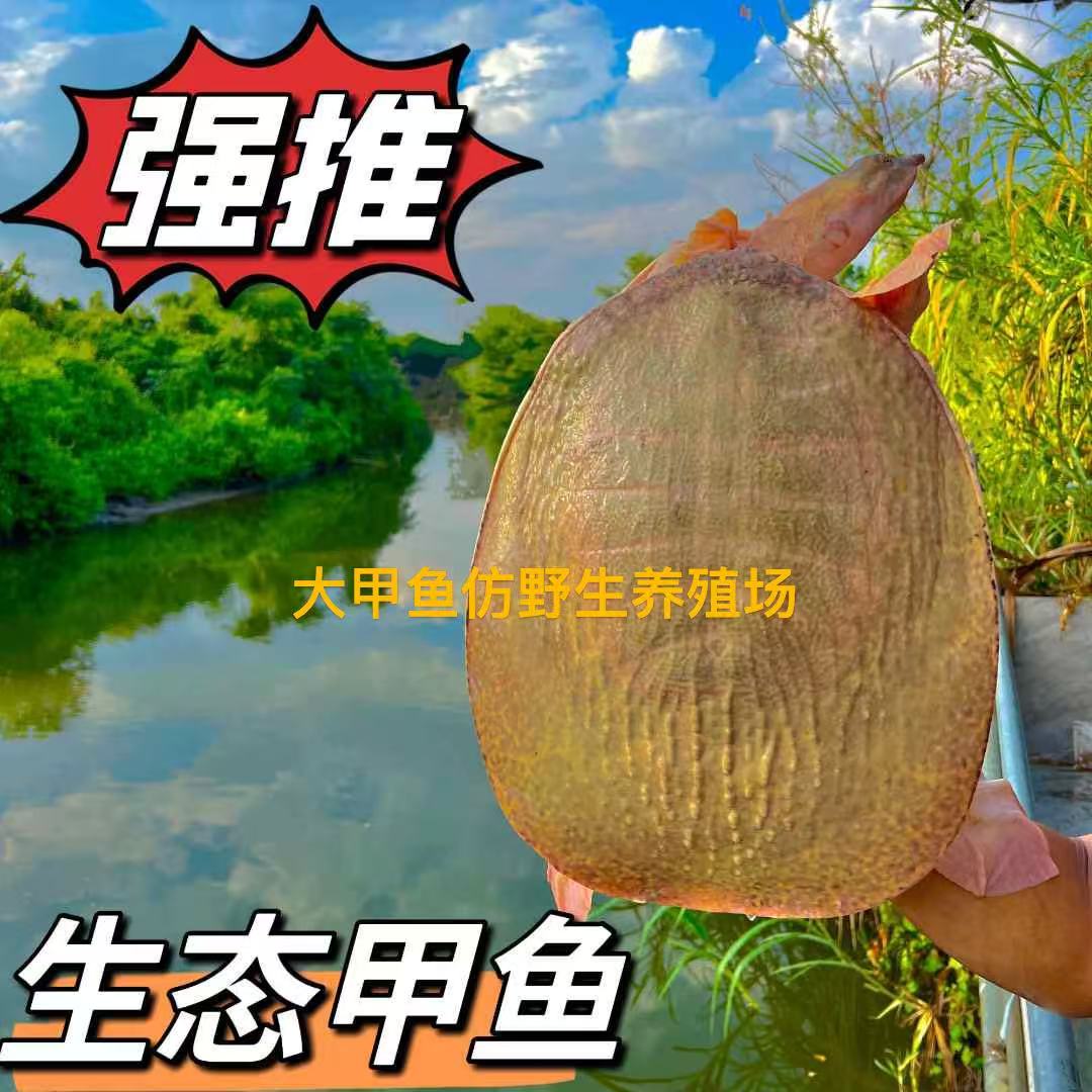 【2-10斤】水库生态老甲鱼团鱼山瑞鱼珍珠鱼顺丰到家签收前请验货