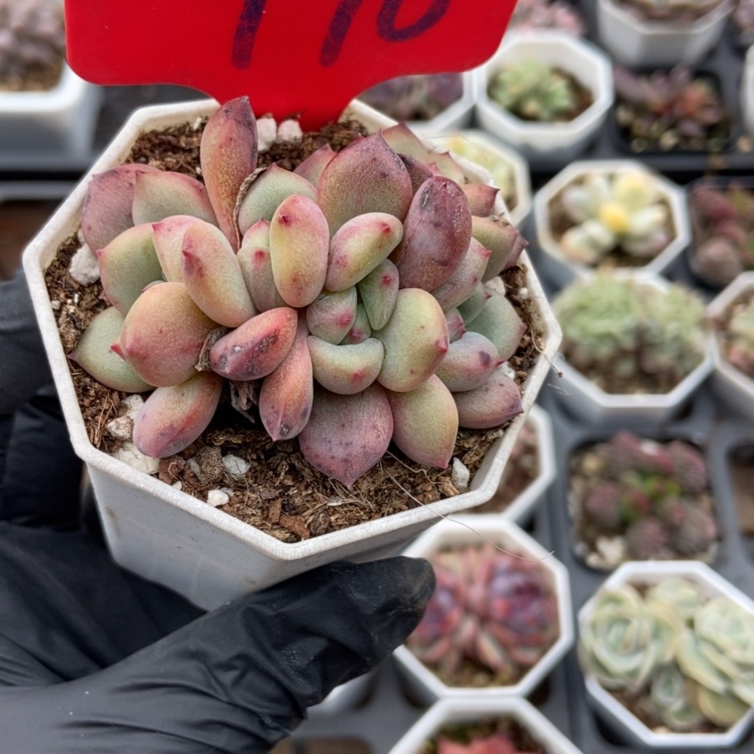 970爱丽儿朵朵多肉植物