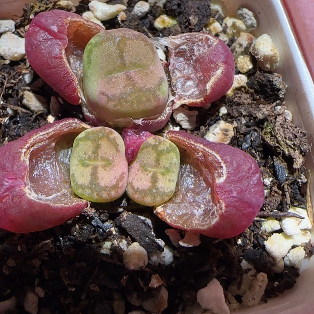 肉锥多肉植物百科-毛杂1695