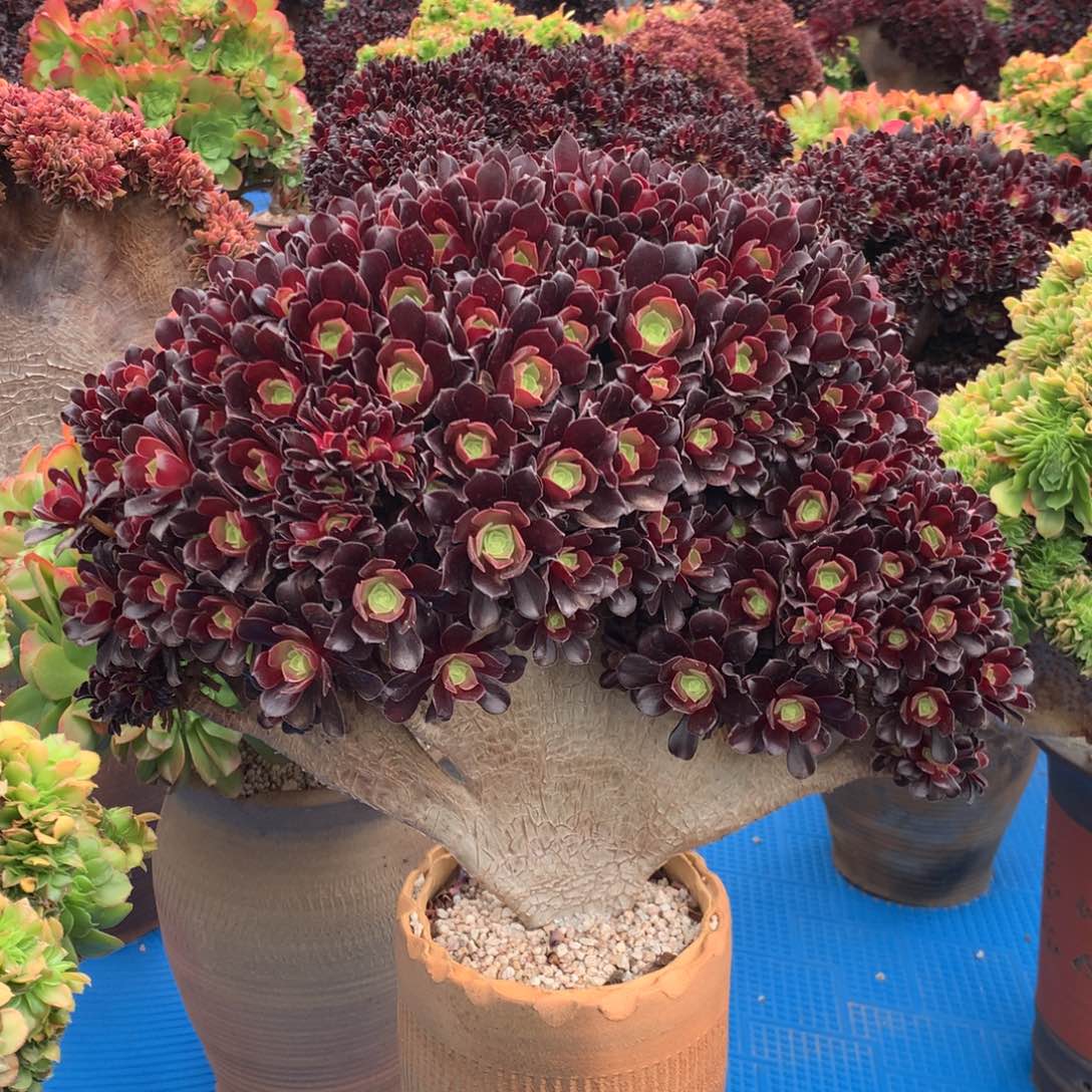 菠***蒚欧紫缀化朵朵缀