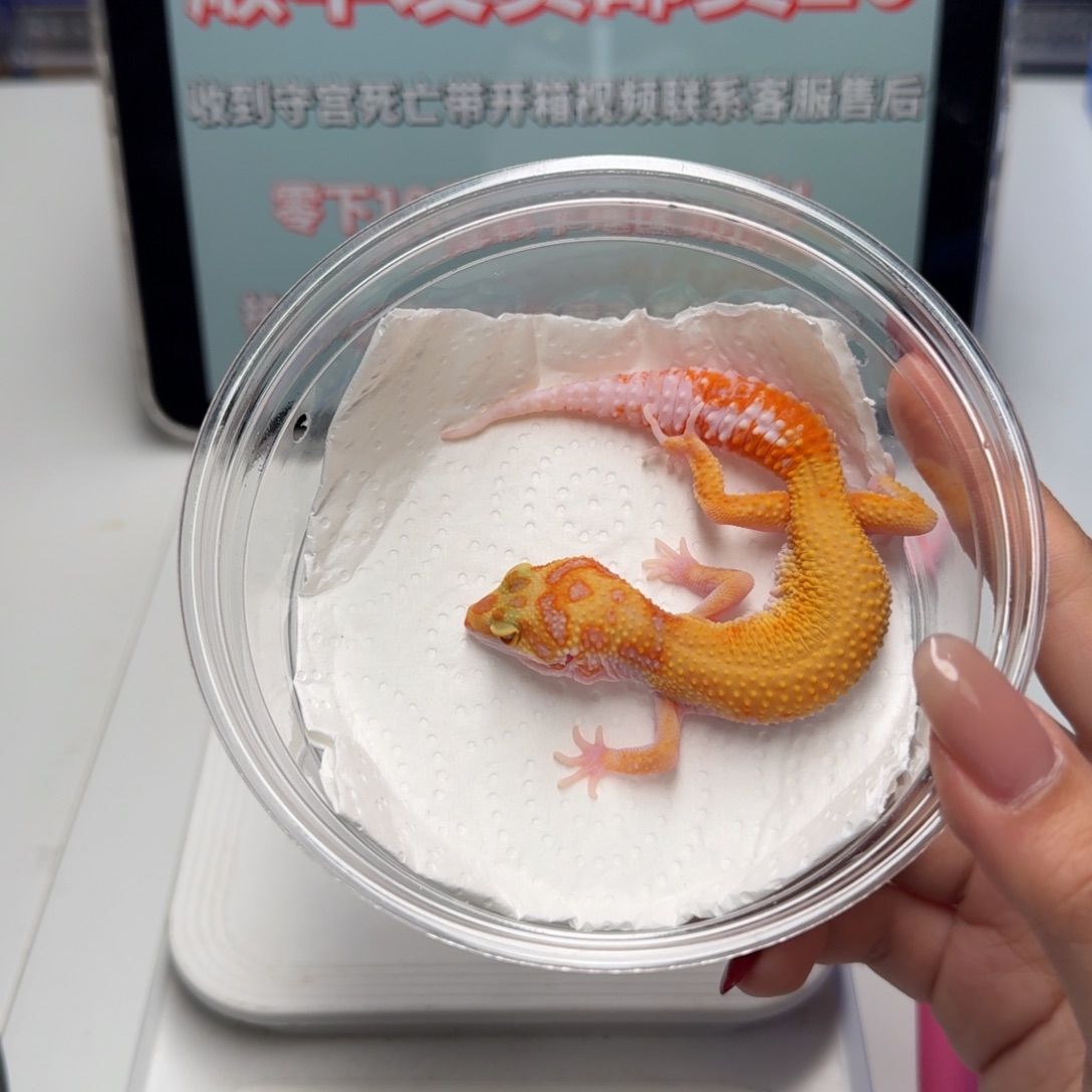 豹纹守宫白黄蜡笔妹妹