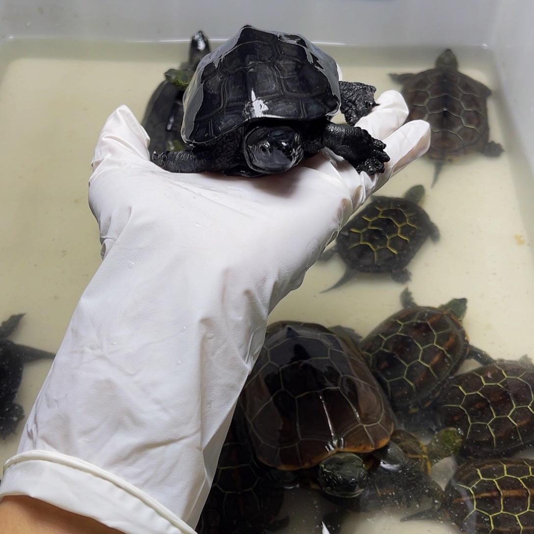 玄***胜中华草龟母1237899