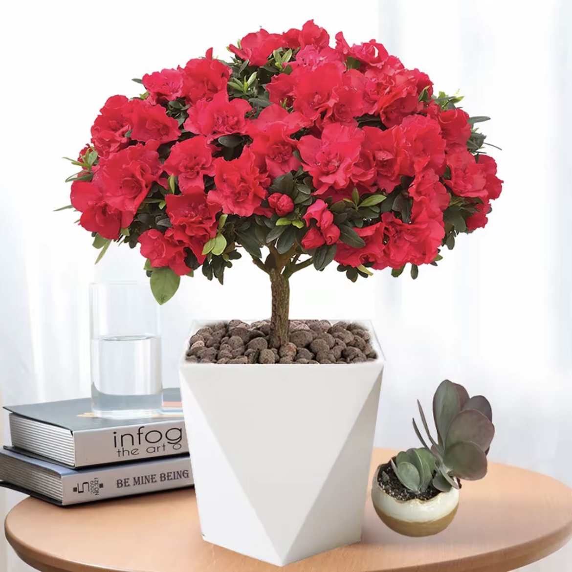 ROULUO带花苞独杆杜鹃花盆栽室内外好养四季开花绿植花卉