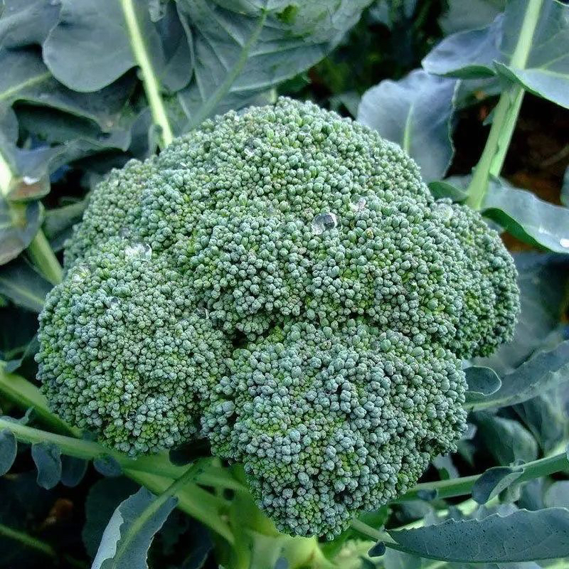 西兰花苗有机西蓝花苗带土秧苗绿色花菜花椰菜户外抗寒冬季易成活