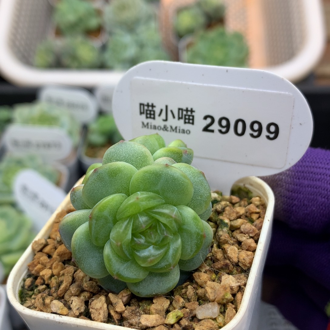 叮***咚多肉植物杂交珍妮