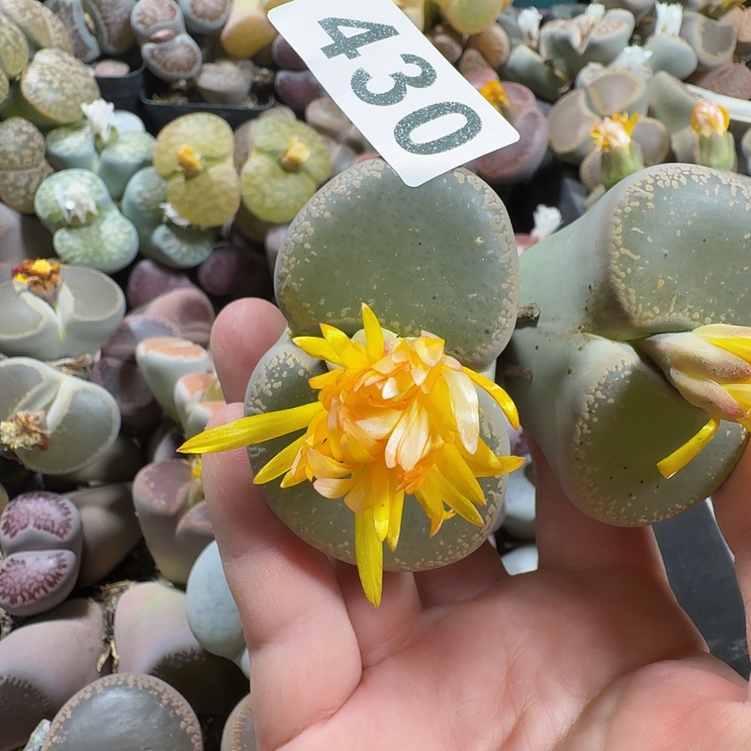 刘***涵生石花一物一拍430