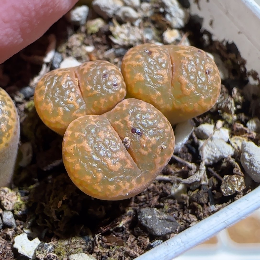 肉锥多肉植物组合-泡泡勋473