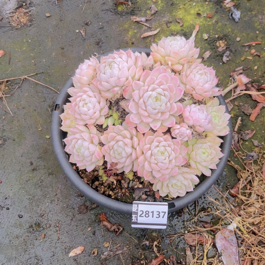 用***3白月影不包整28137