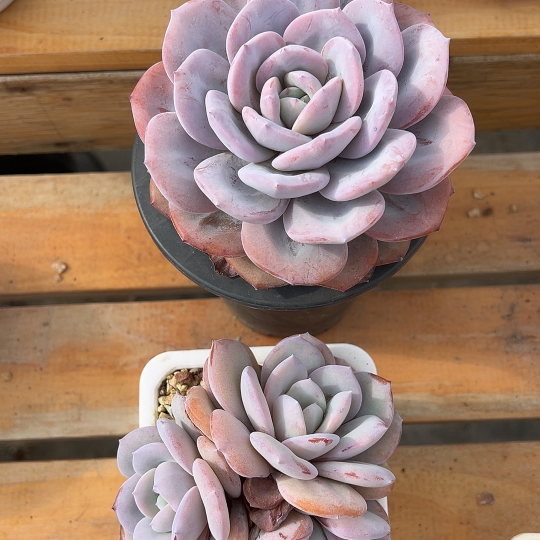 燕***.燕儿专拍韩货奶茶2颗