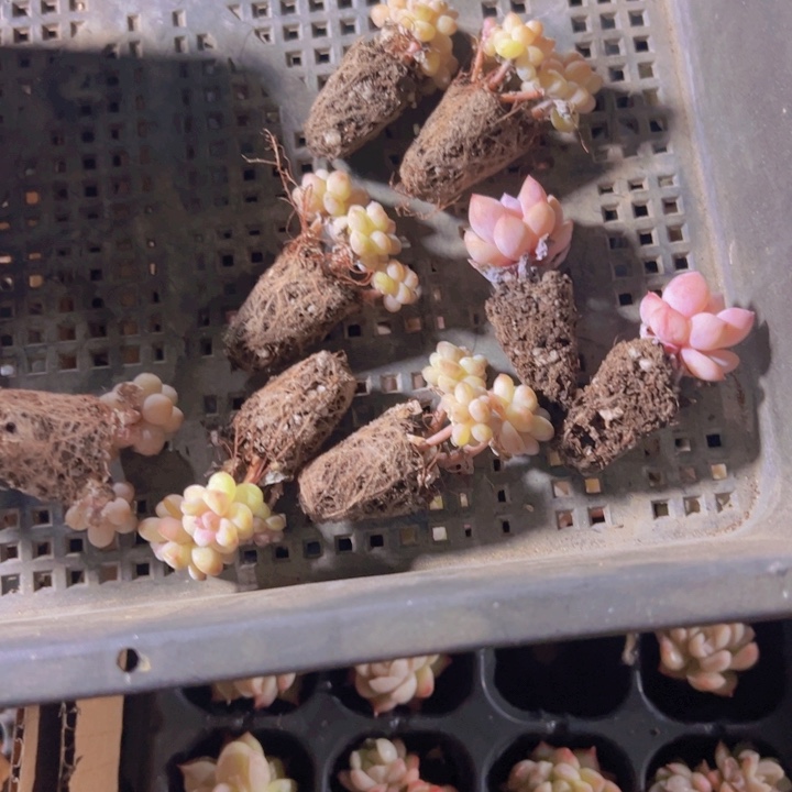 小*光专拍多肉植物大战僵尸先生