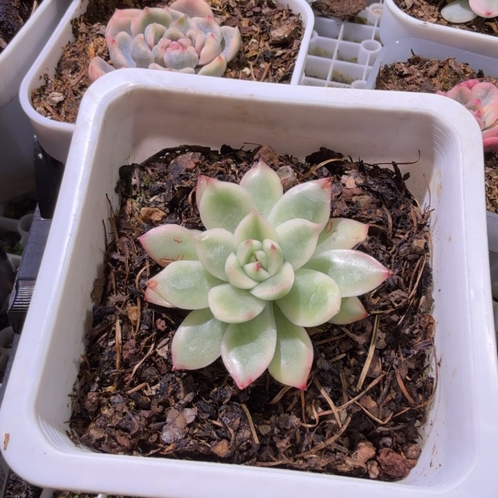 保利安娜锦多肉植物