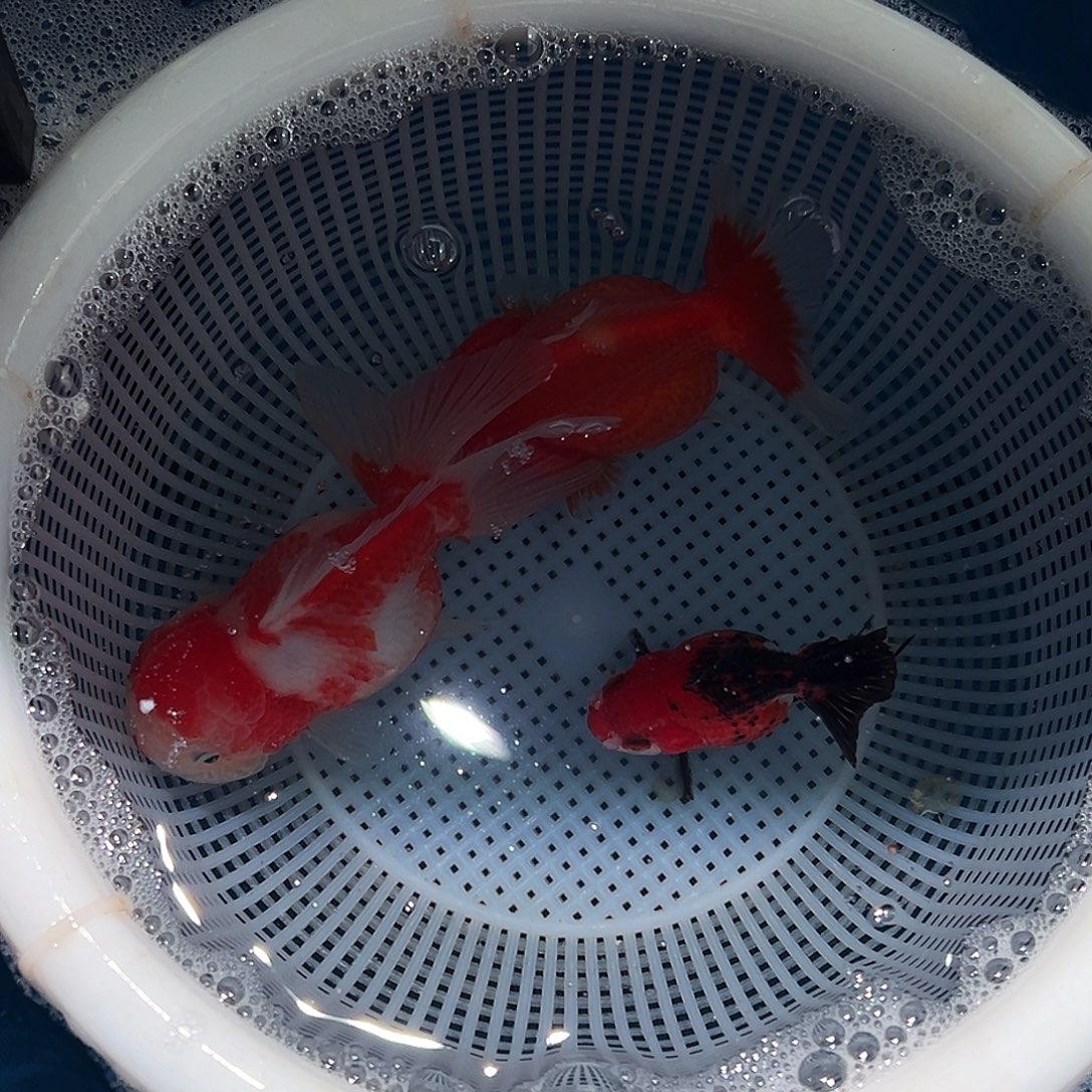 海水鱼64ddddddddddddddd