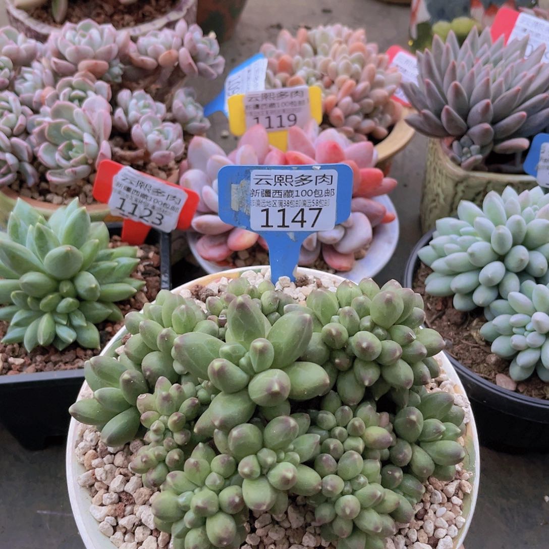 1147千代田 缀。