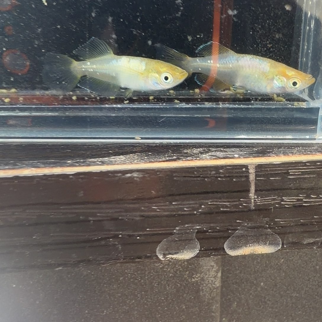 青鳉鱼观背青鳉49