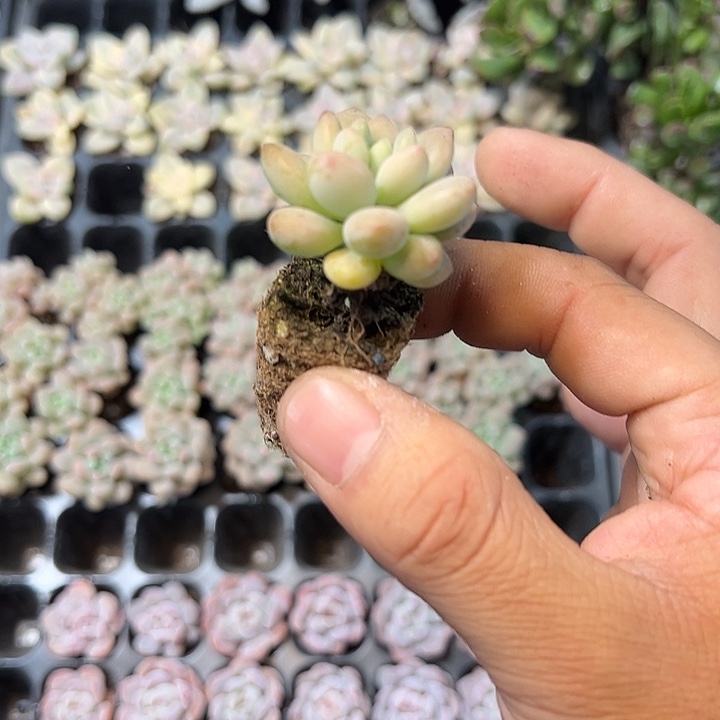 洛可可 满10颗包邮 