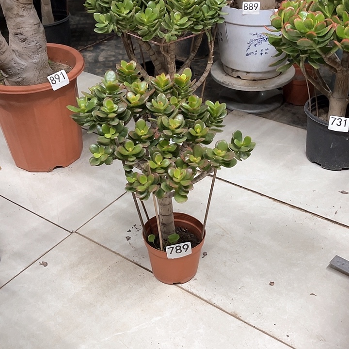 糖果花月独杆老桩