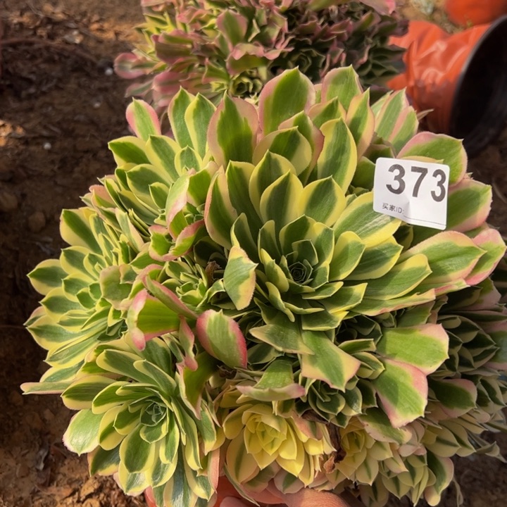 雨花石多肉植物373