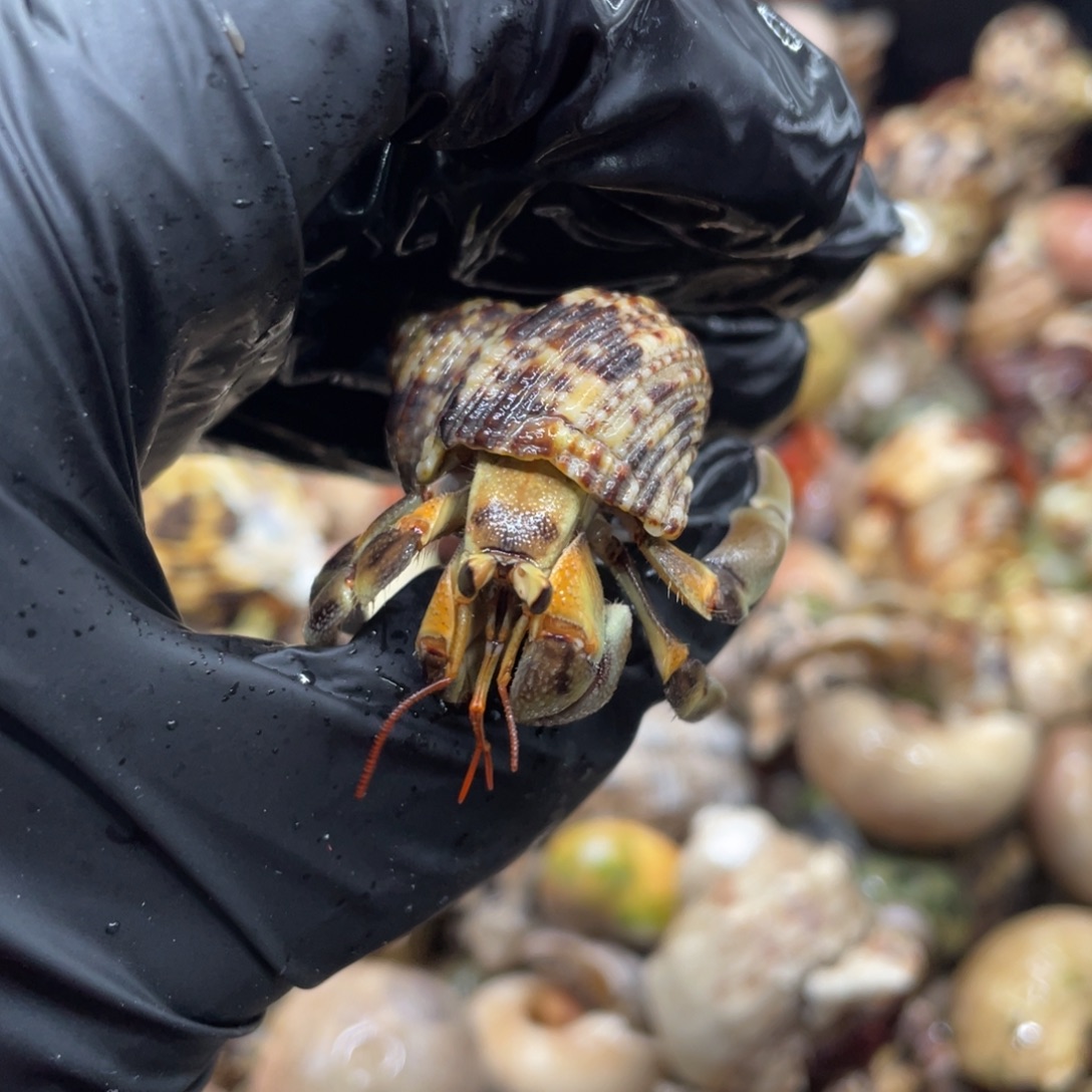 不退不换谢谢支持87