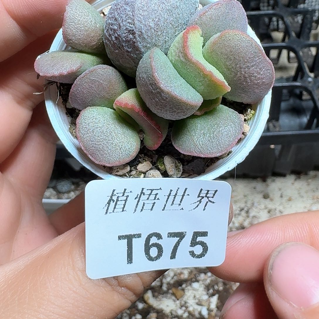 675盒多肉植物晚饭v个