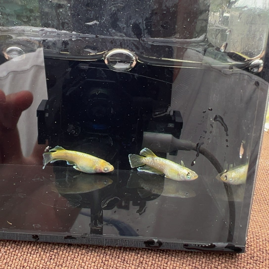 青鳉鱼616.日照金山一对