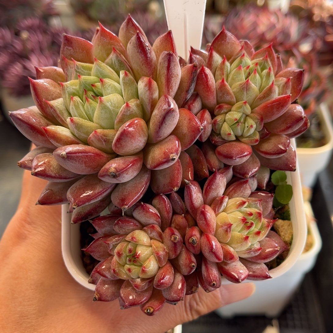 1272 天冷必拍保温箱