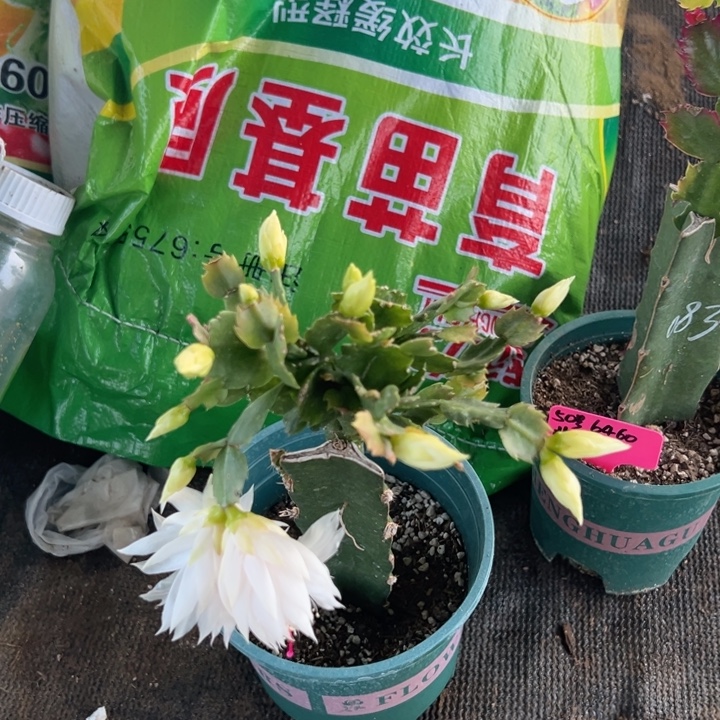 山***51高白重，888888重瓣