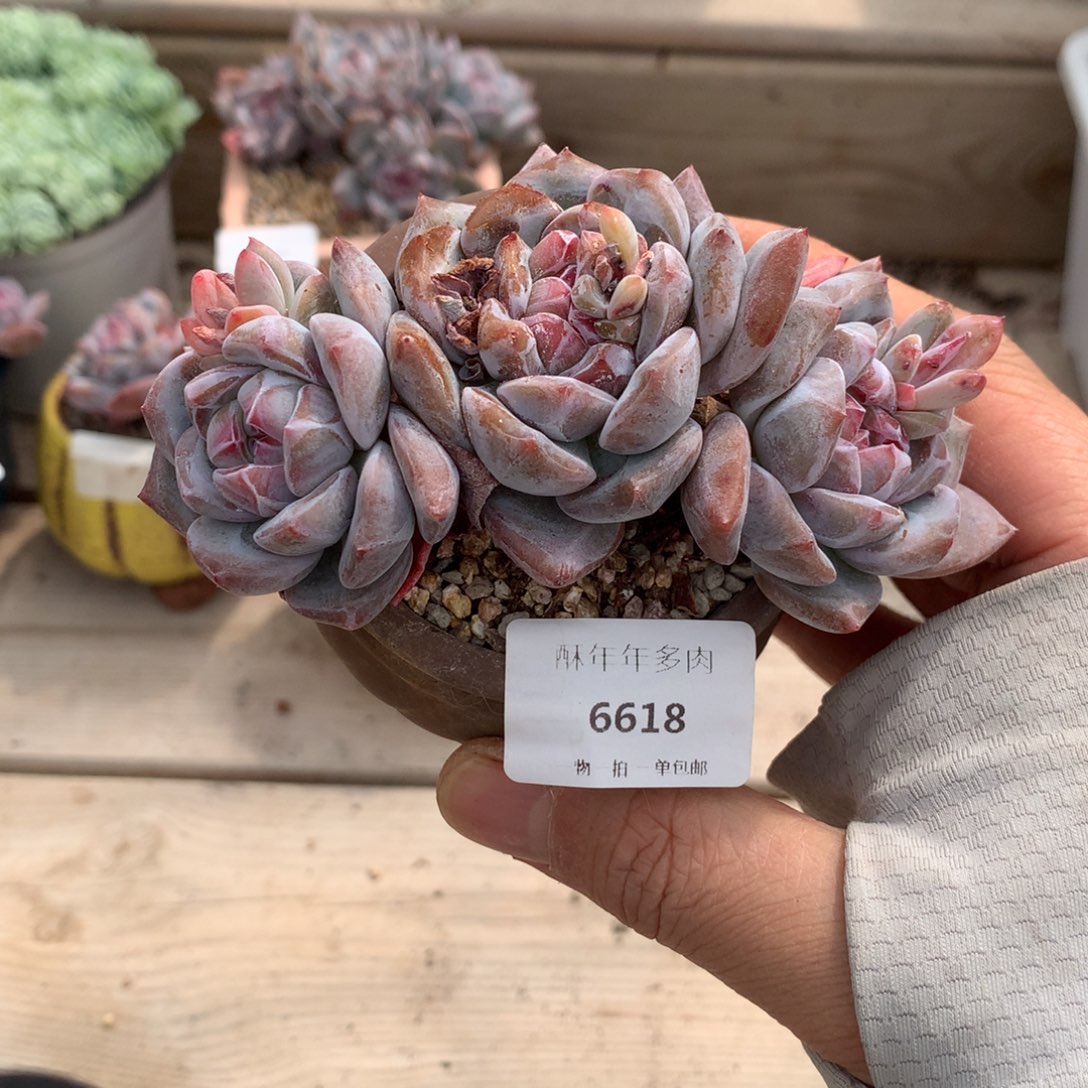 6618石榴籽星影三头10.5厘米