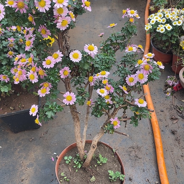淡***情138菊花菊花菊花家