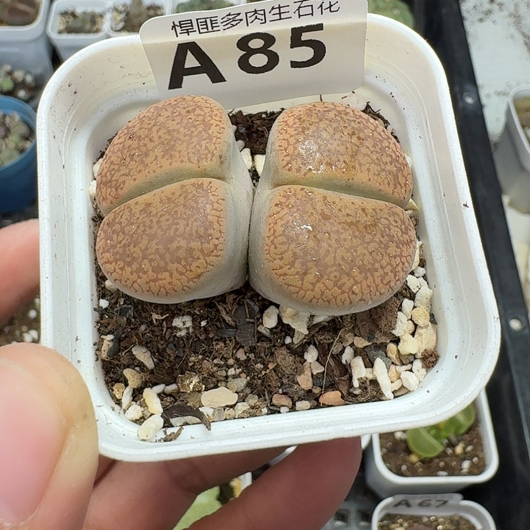 85多肉植物多肉植物