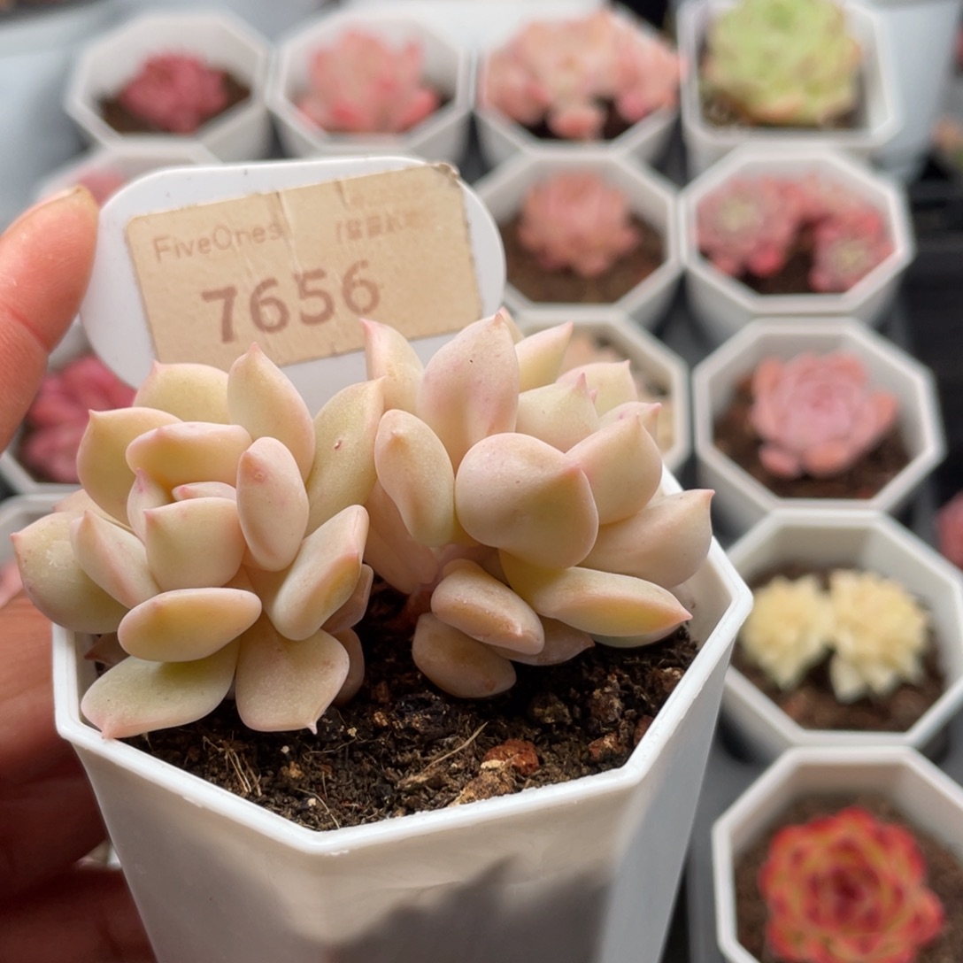 超奶7656-6.5厘米