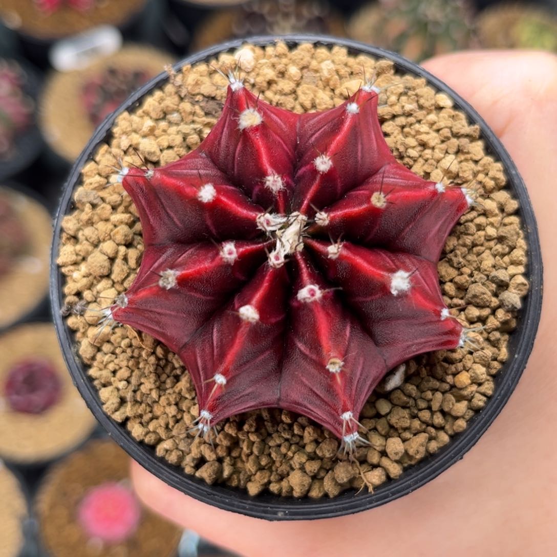 丹顶鹤 实生 米哈仙人球