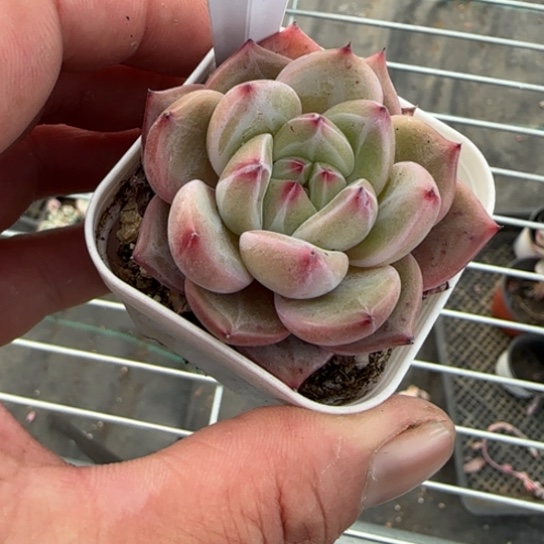 67 一物一拍多肉