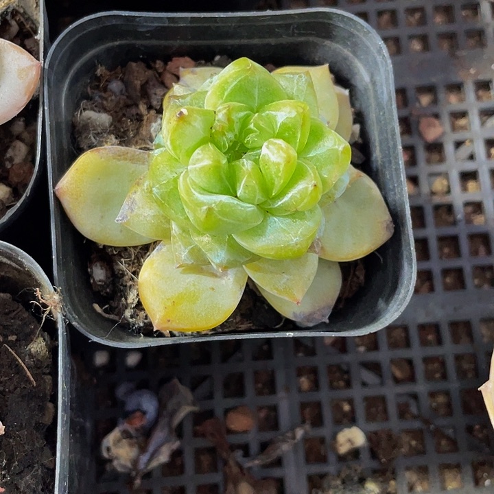 6.5方粉钻带盆土发