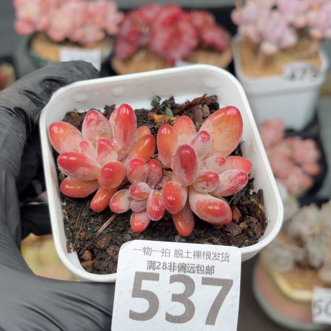 小樱花奶整群无盆土发货