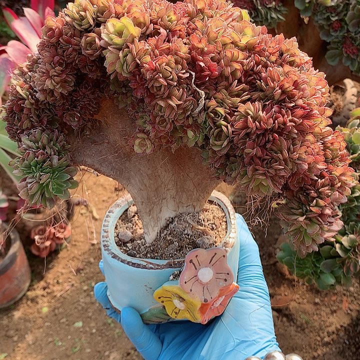 迷你万朵朵脱土发货啊