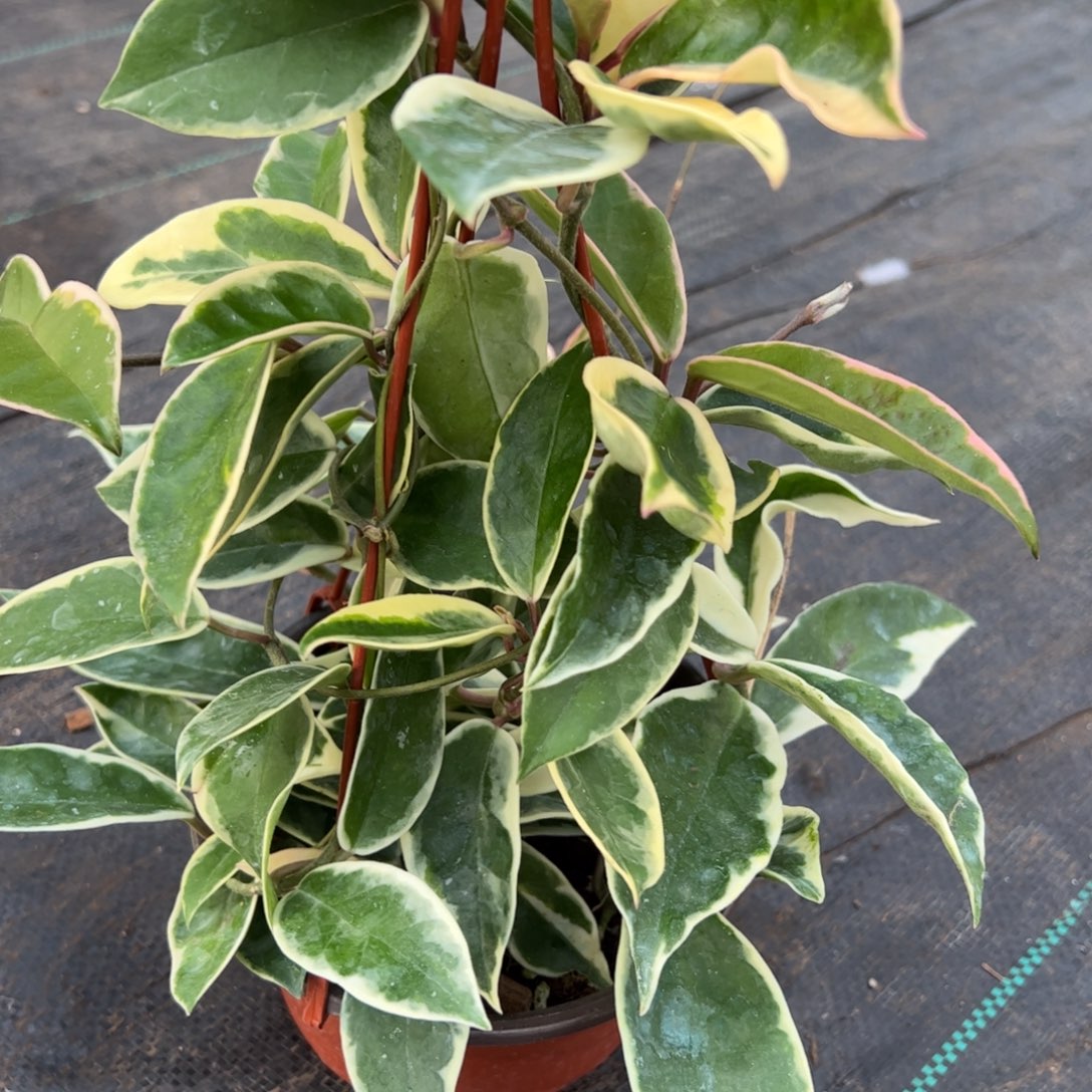 随****无花朵绿叶外锦球兰