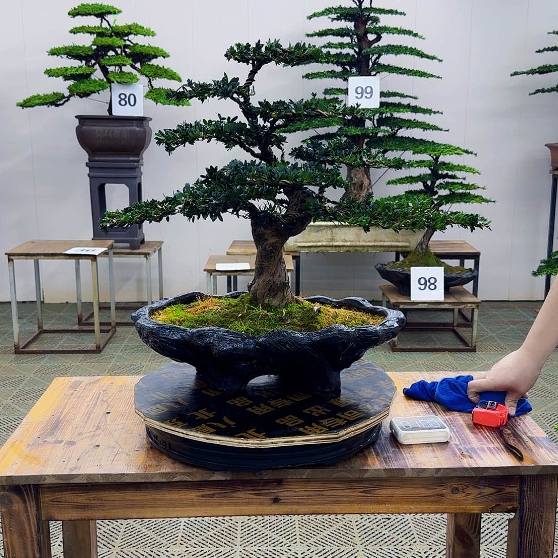 红芽罗汉松造型盆景